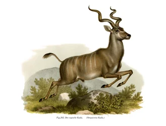 Kudu